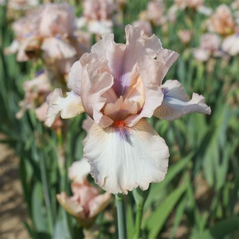 Iris 'Concertina' (Iris barbu rebellissant)